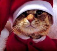 Chat noel...